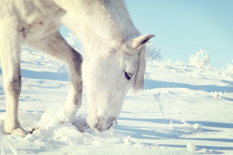 White Horse in Snow — Sky