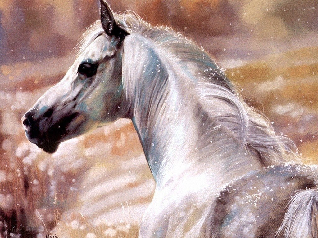 white horse in snow