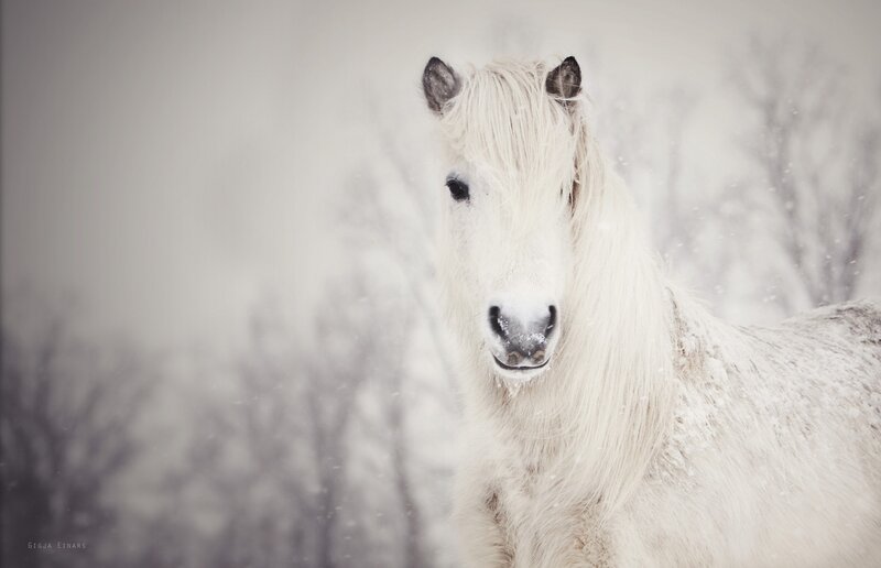 white horse in snowstorm