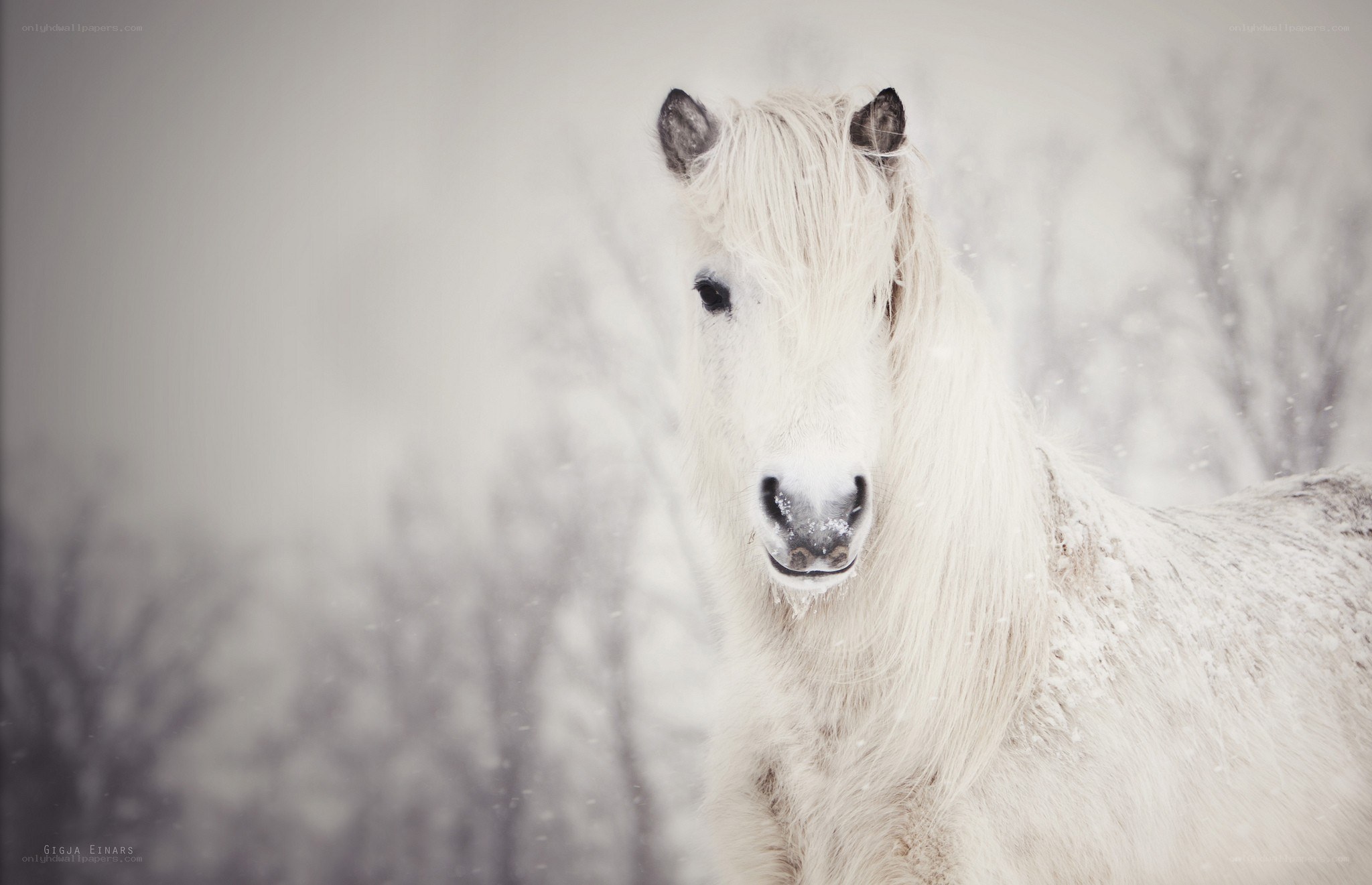white horse in snowstorm
