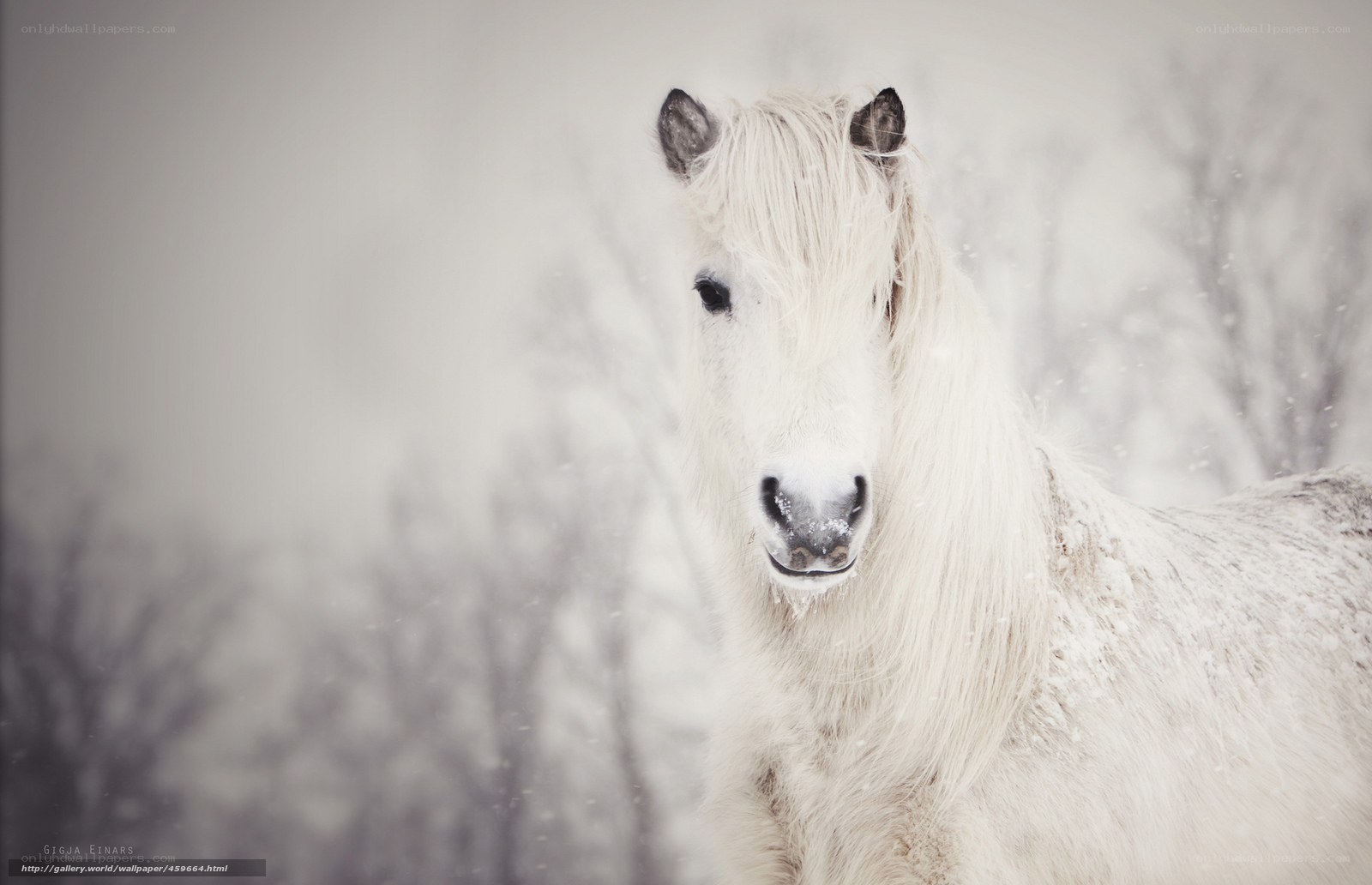 White horse in snowstorm