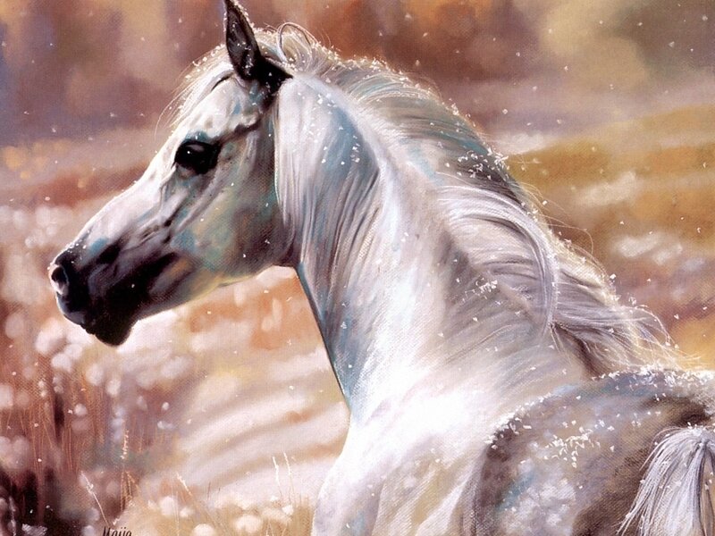 White horse in snowy field