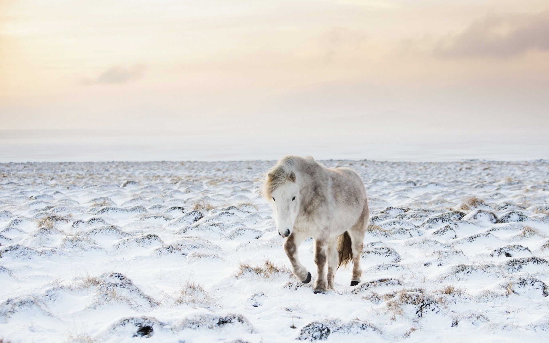 White horse in snowy field