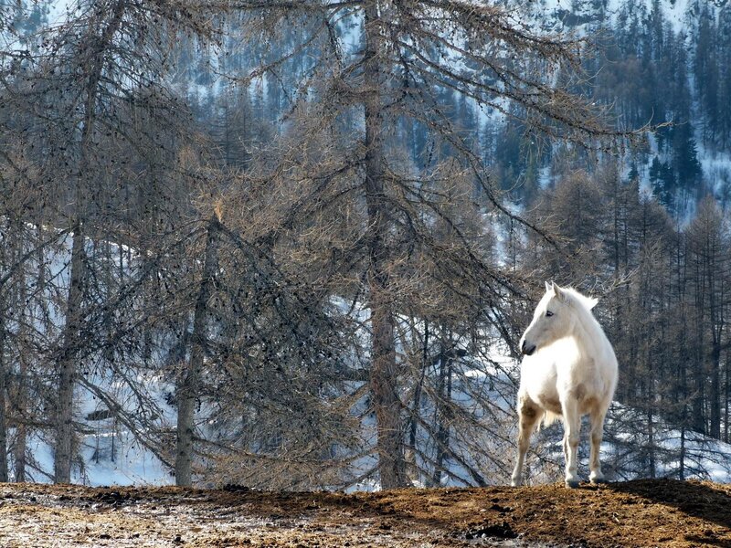 White horse in snowy forest