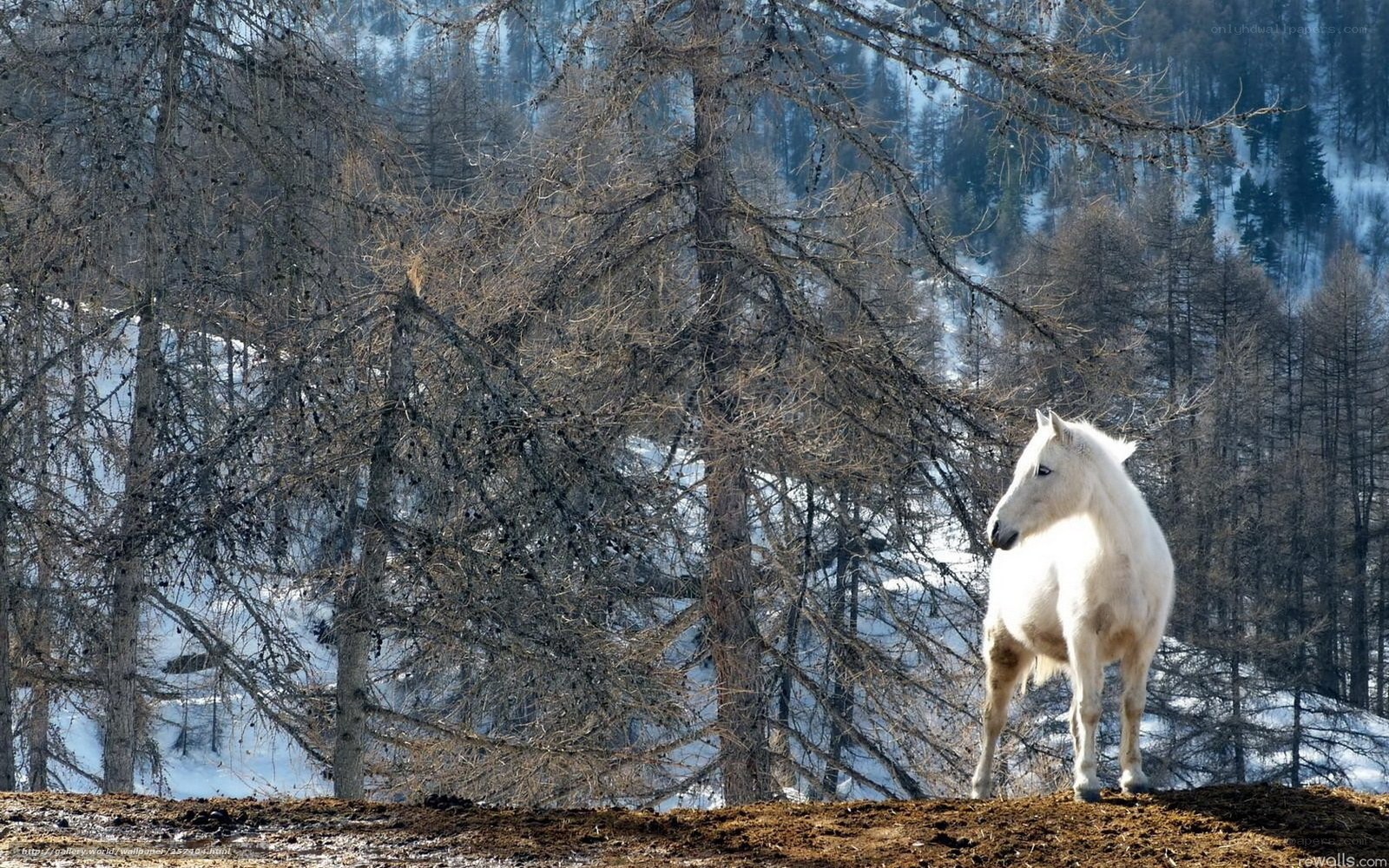 White horse in snowy forest