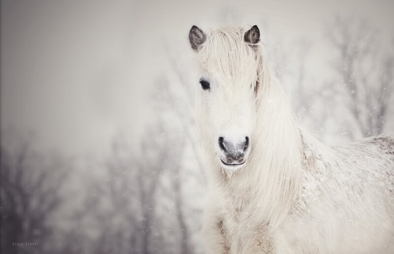 White horse in snowy landscape