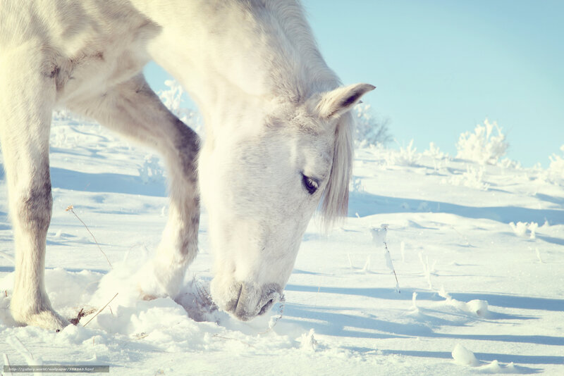 White horse in snowy landscape