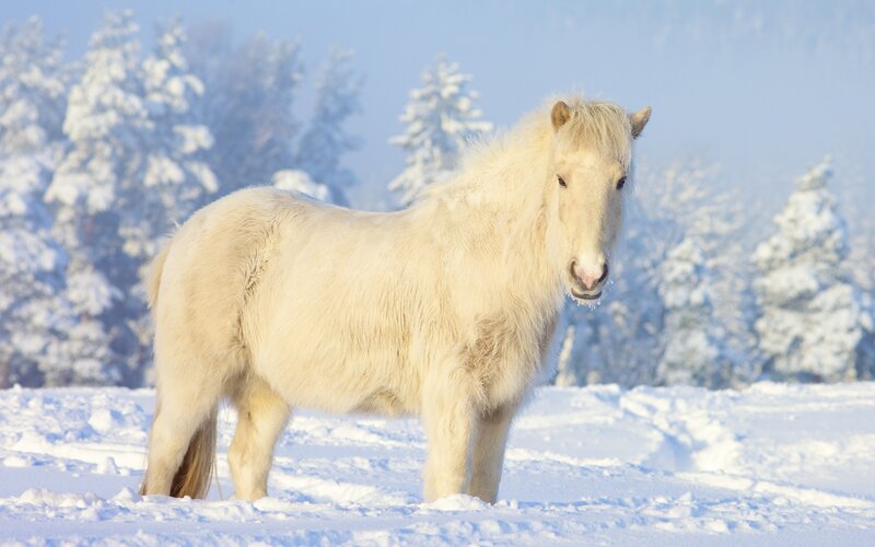 White horse in snowy landscape