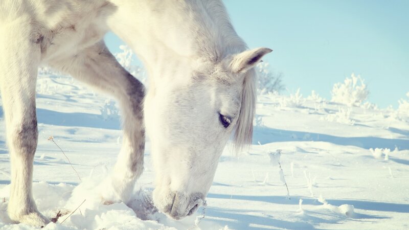 White horse in snowy landscape