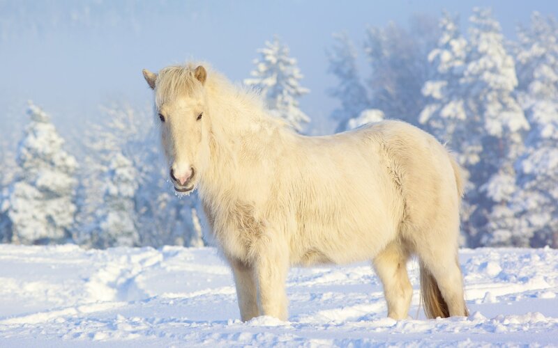 White horse in snowy landscape