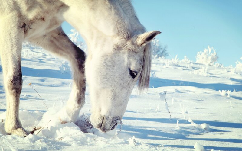 White horse in snowy landscape