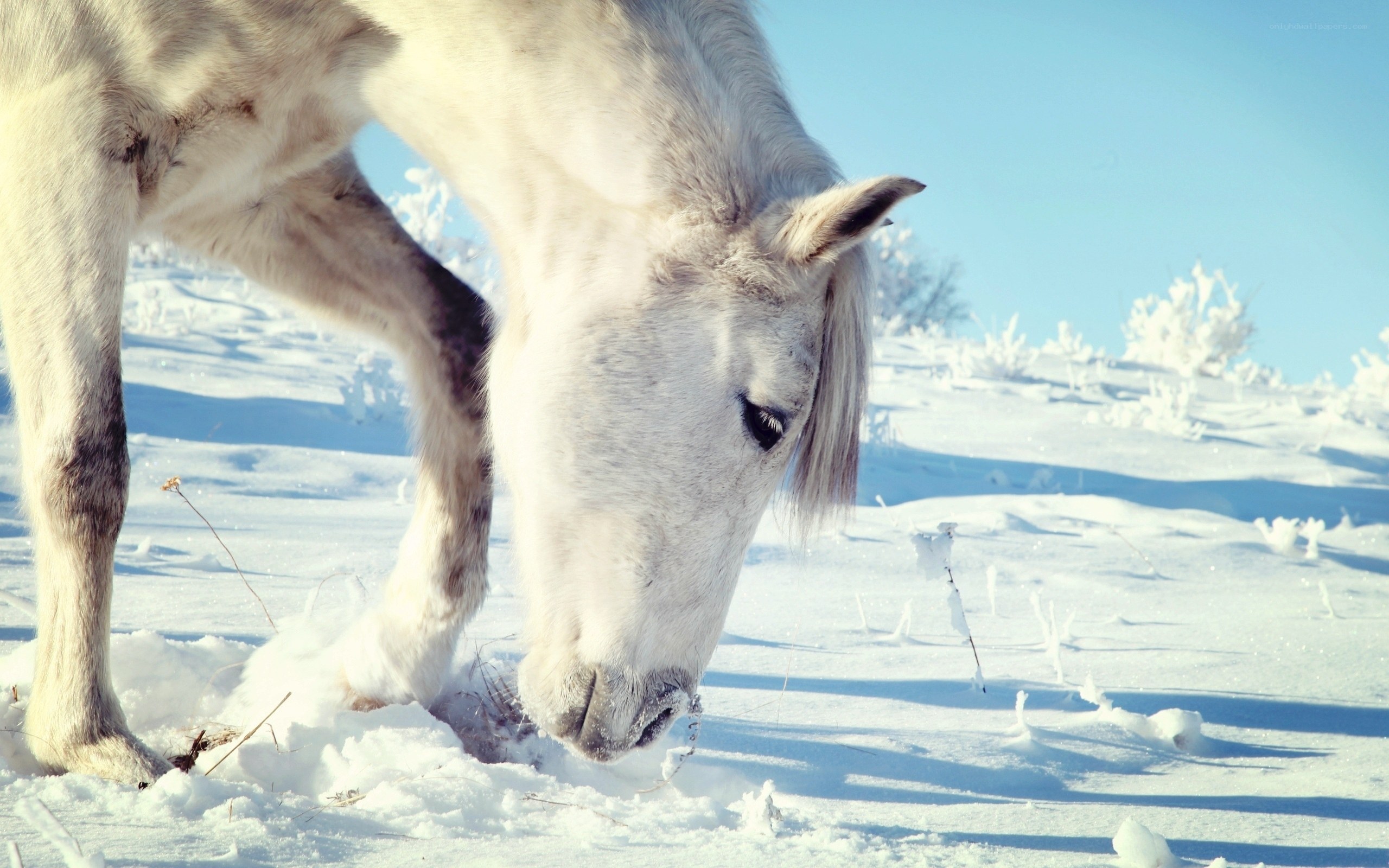 White horse in snowy landscape