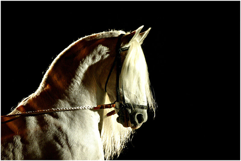 white horse in spotlight