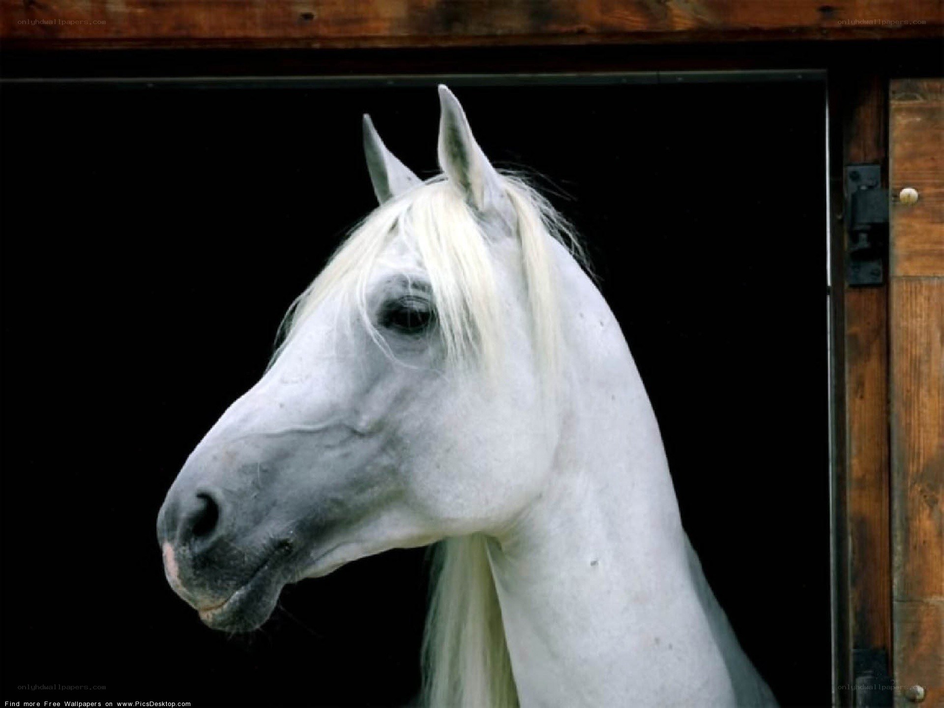 white horse in stable