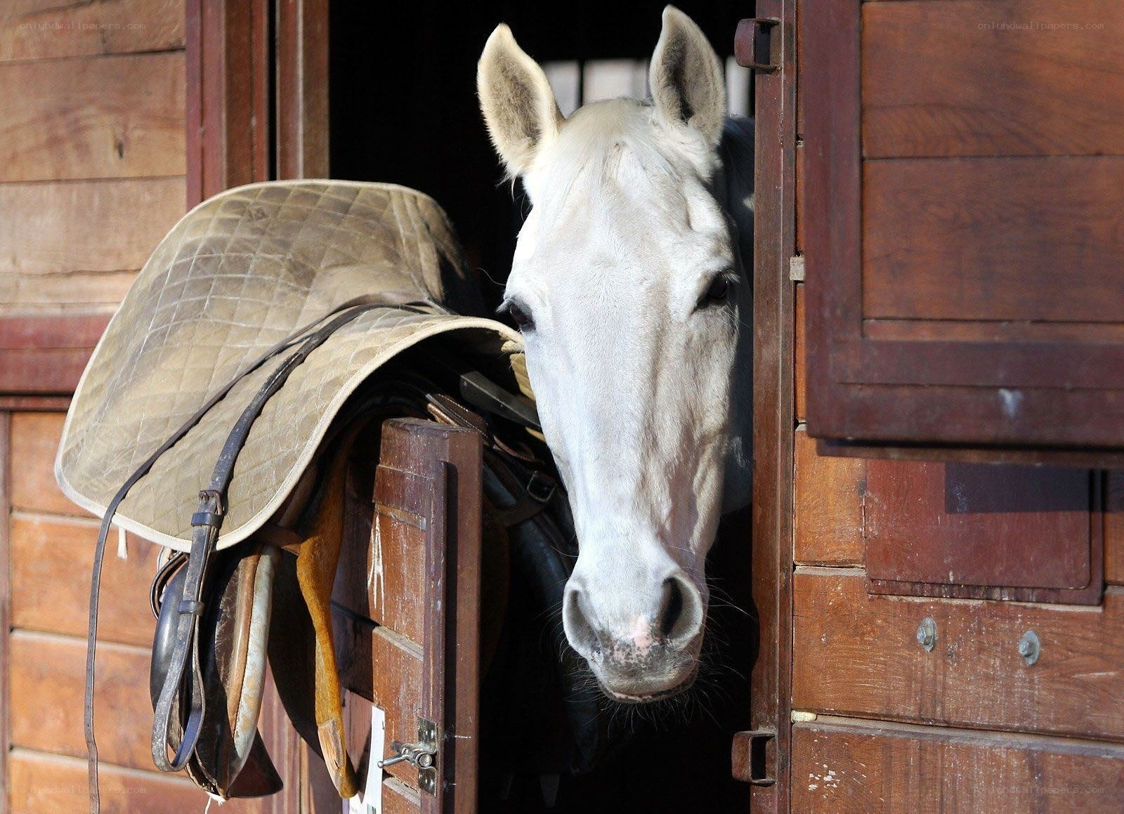 White horse in stable