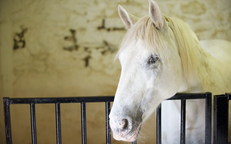 white horse in stable