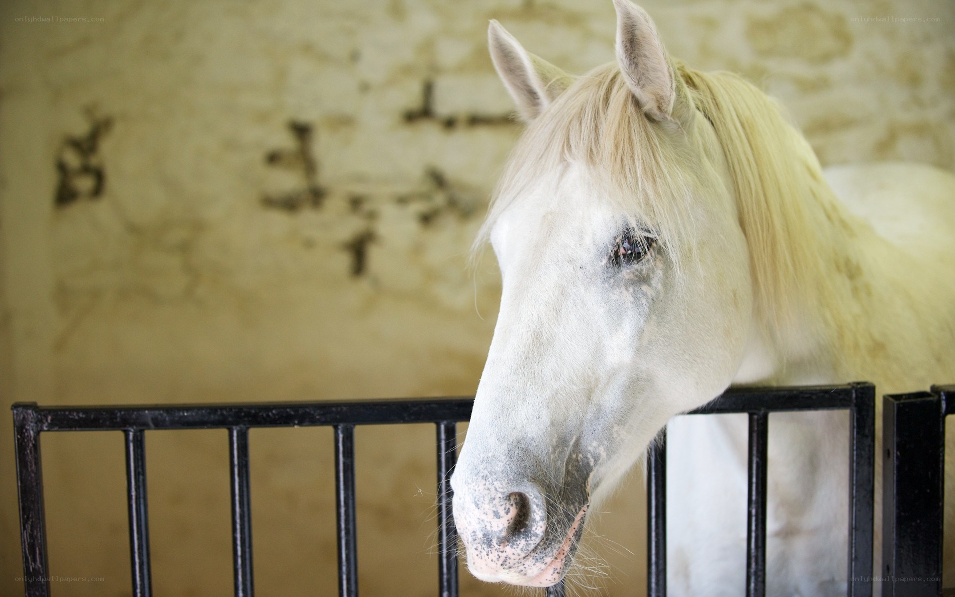 white horse in stable