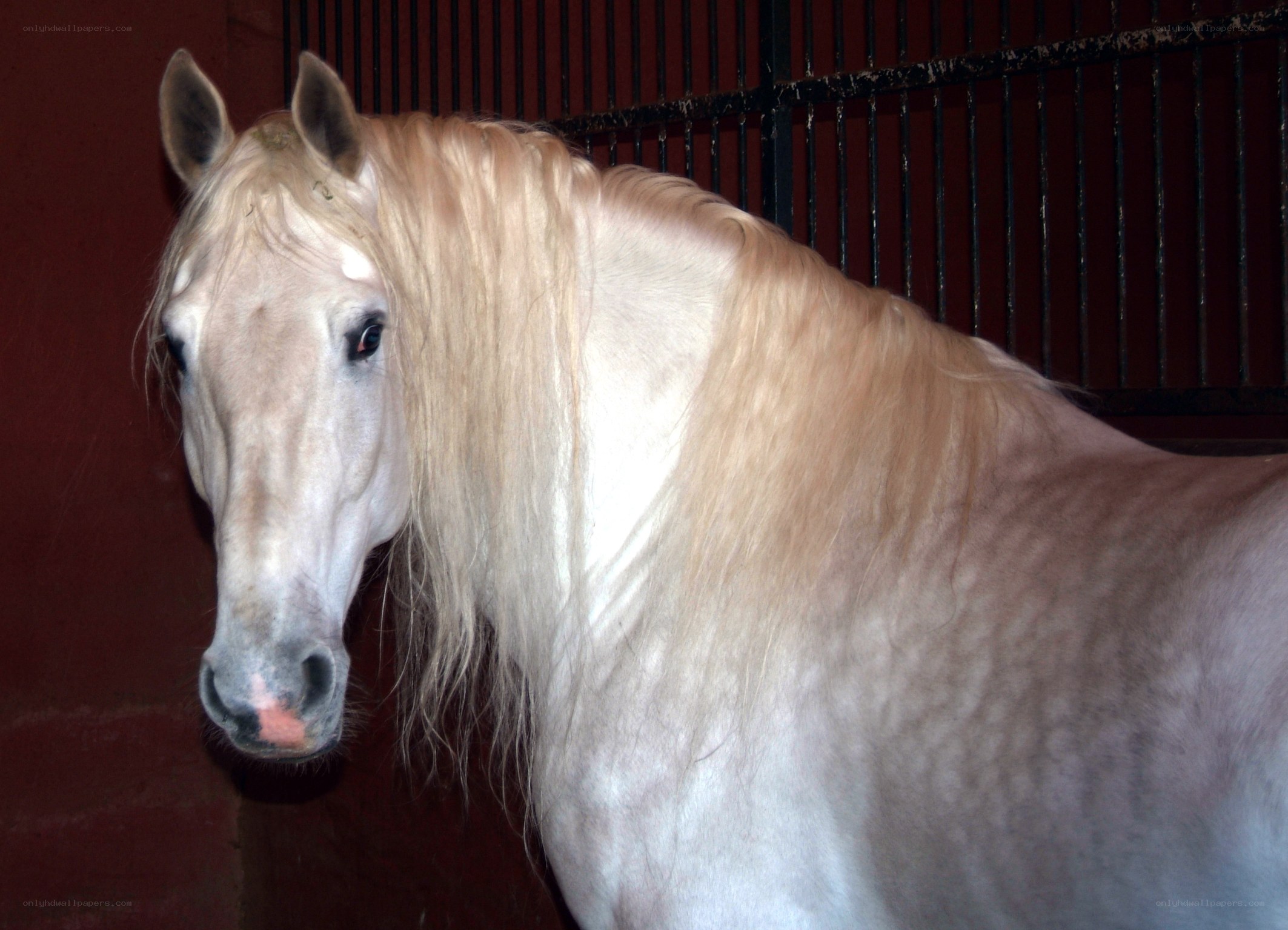 white horse in stable