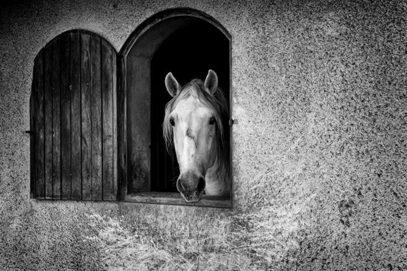 White Horse in Stable — Black, Dramatic
