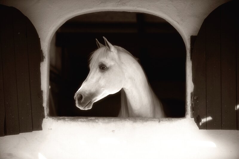 White Horse in Stable — Black
