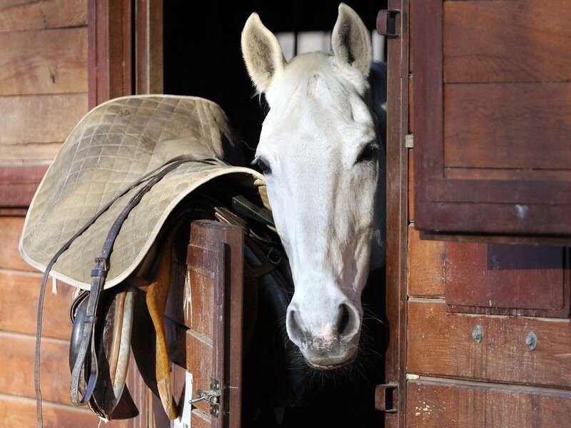 White Horse in Stable — Brown, Calm
