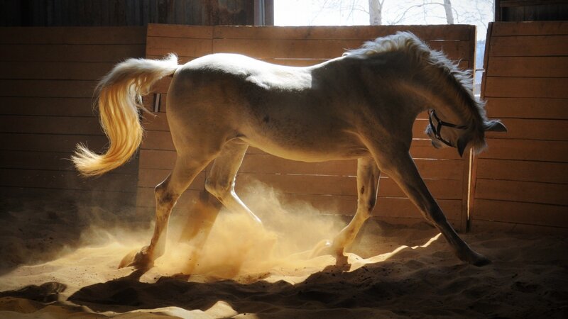 White Horse in Stable — Brown, Dramatic, Afternoon, Photograph