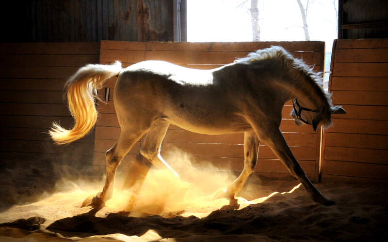 White Horse in Stable — Brown, Dramatic, Afternoon