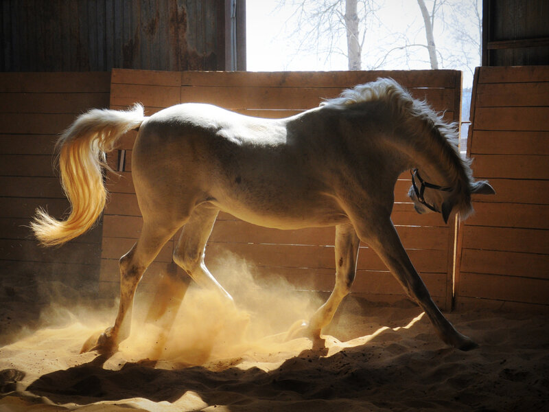 White Horse in Stable — Brown