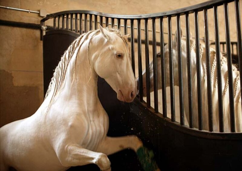 White Horse in Stable — Calm, Photograph, Metal Bars