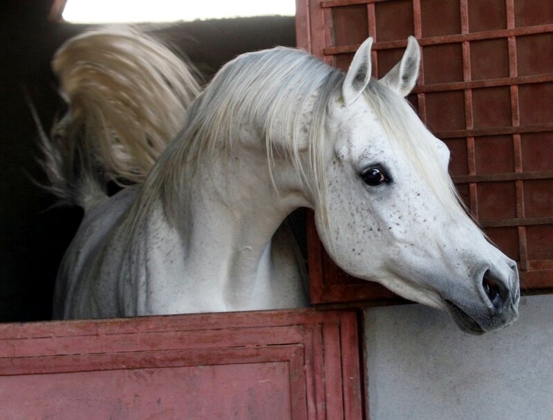 White Horse in Stable — Calm, Photograph