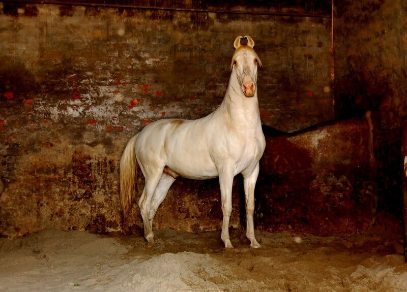 White Horse in Stable — Calm, Photograph, Wall