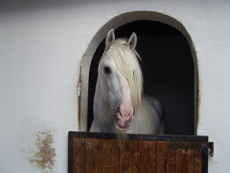 White Horse in Stable — Calm