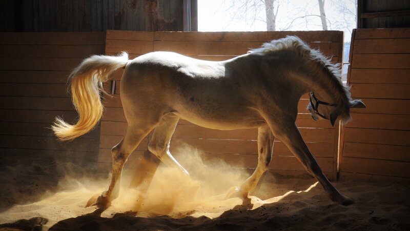 White Horse in Stable — Dramatic, Afternoon