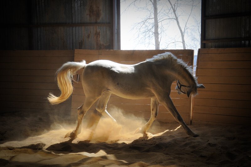 White Horse in Stable — Dramatic, Winter, Photograph