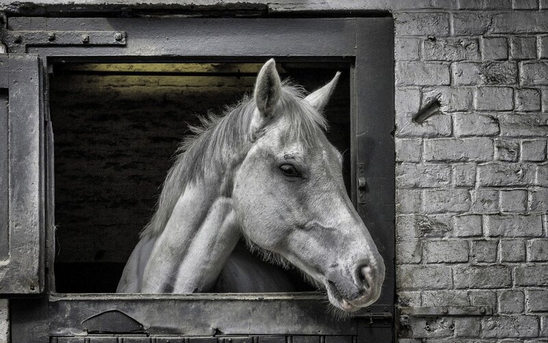 White Horse in Stable — Gray