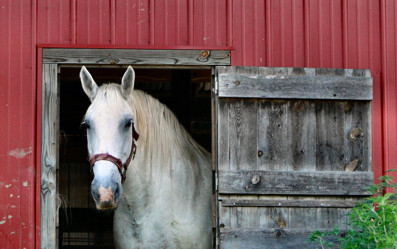White Horse in Stable — Red