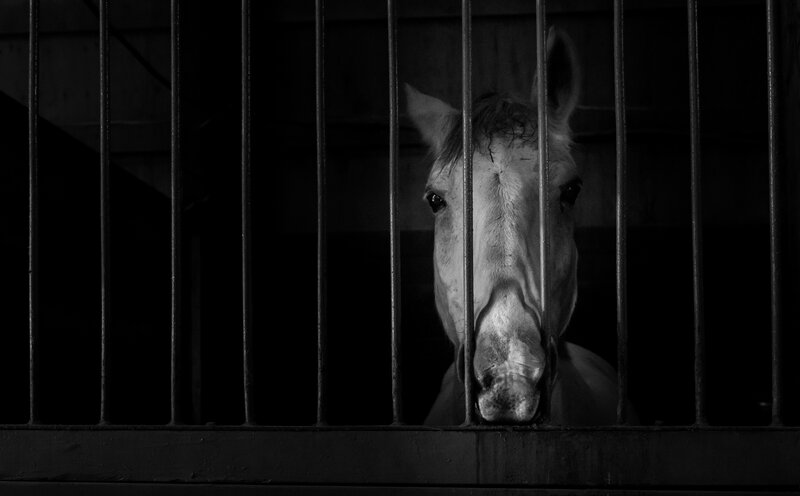 White Horse in Stall