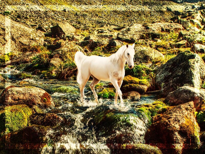 White Horse in Stream