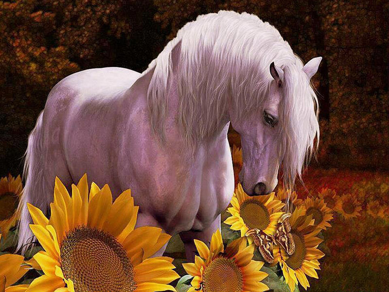 White Horse in Sunflowers