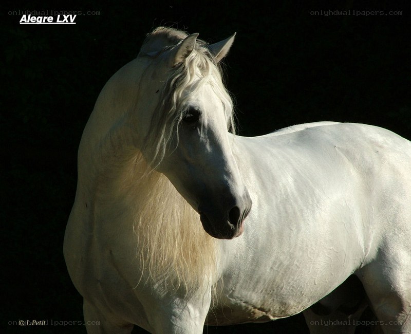 White horse in sunlight