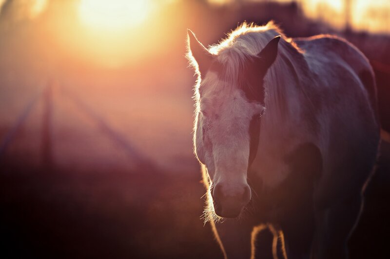 White Horse in Sunlight — Gold