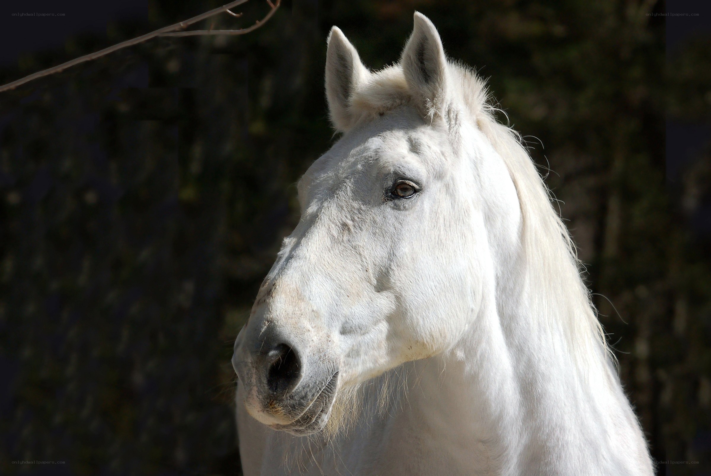 white horse in sunlight