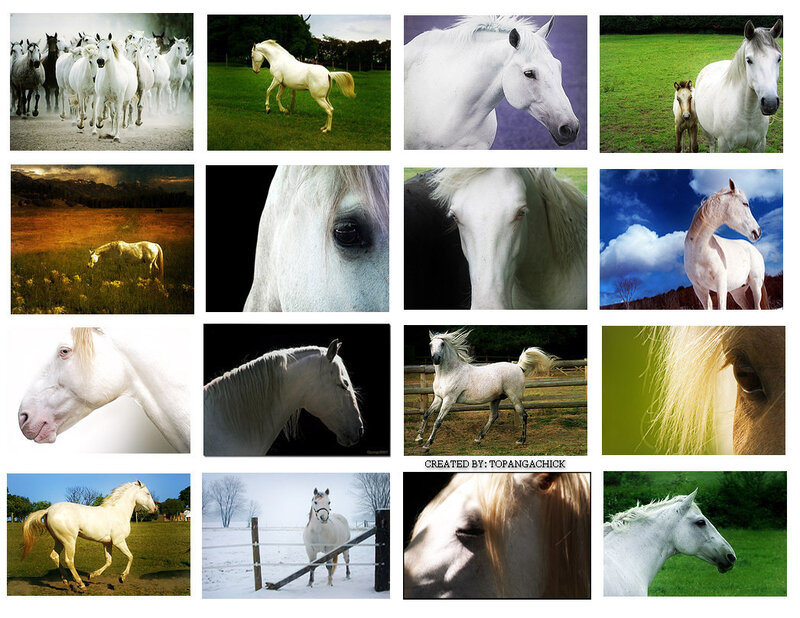 White Horse in Various Scenes