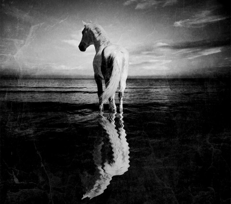 White Horse in Water — Black