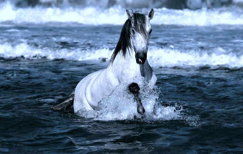 White Horse in Water — Blue, Dramatic