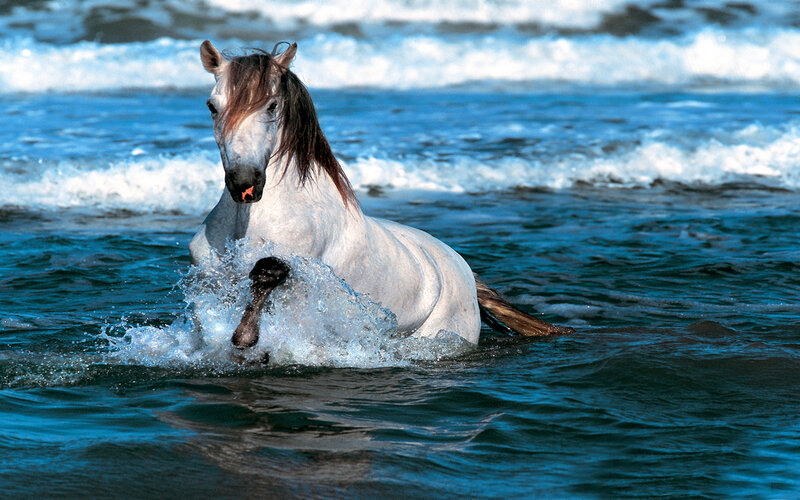 White Horse in Water — Blue, Dynamic