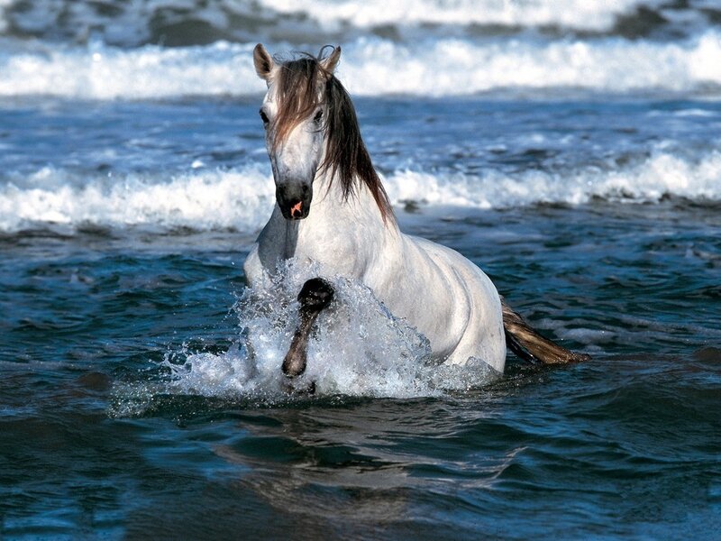 White Horse in Water — Blue