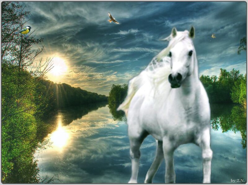 White Horse in Water — Dramatic, Sunset