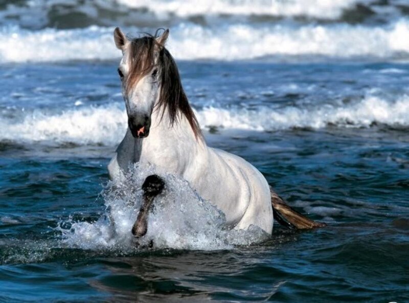 White Horse in Water — Dynamic, Photograph