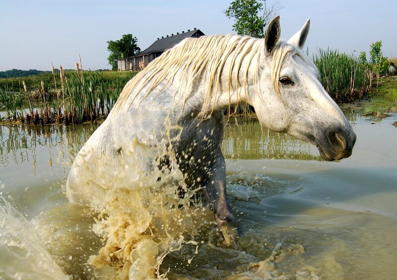 White Horse in Water — Dynamic